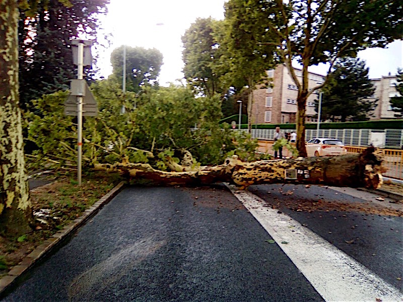 Macon Infos Le Web Journal Du Maconnais Macon L Orage Aura Eu Raison De Ce Platane